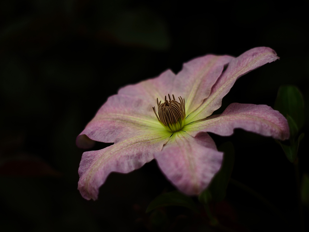 PENTACON50㎜ F1.8 MC