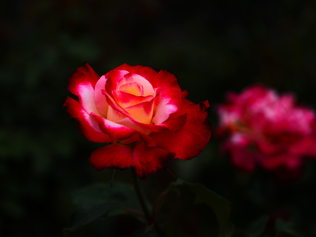 薔薇