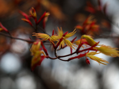 PENTACON50㎜ F1.8 MC