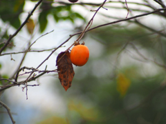 PENTACON 135㎜ F2.8