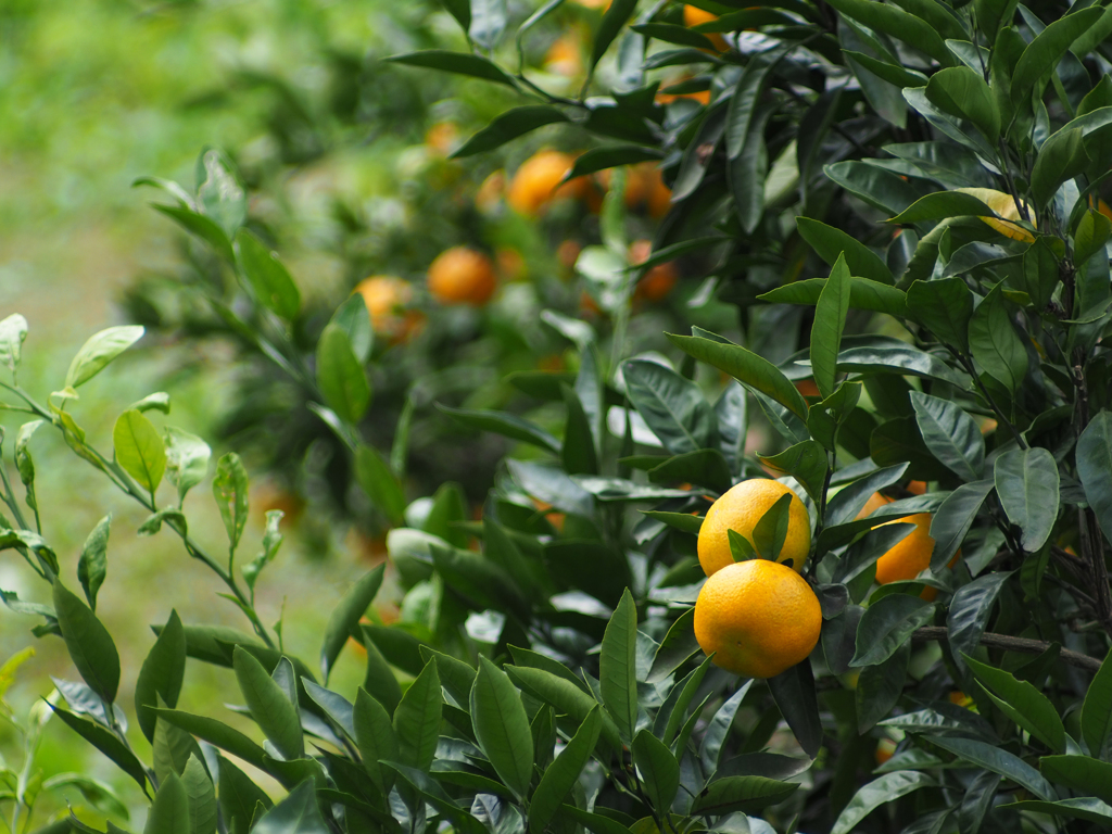 PENTACON 135㎜ F2.8