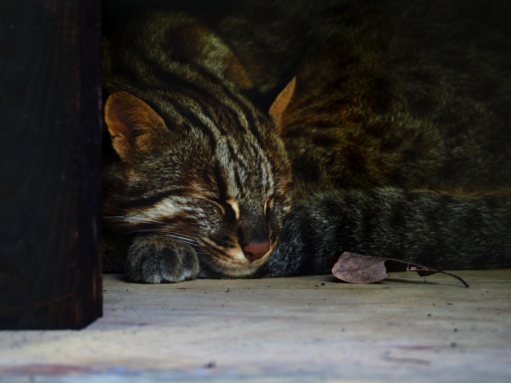 山猫