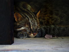山猫