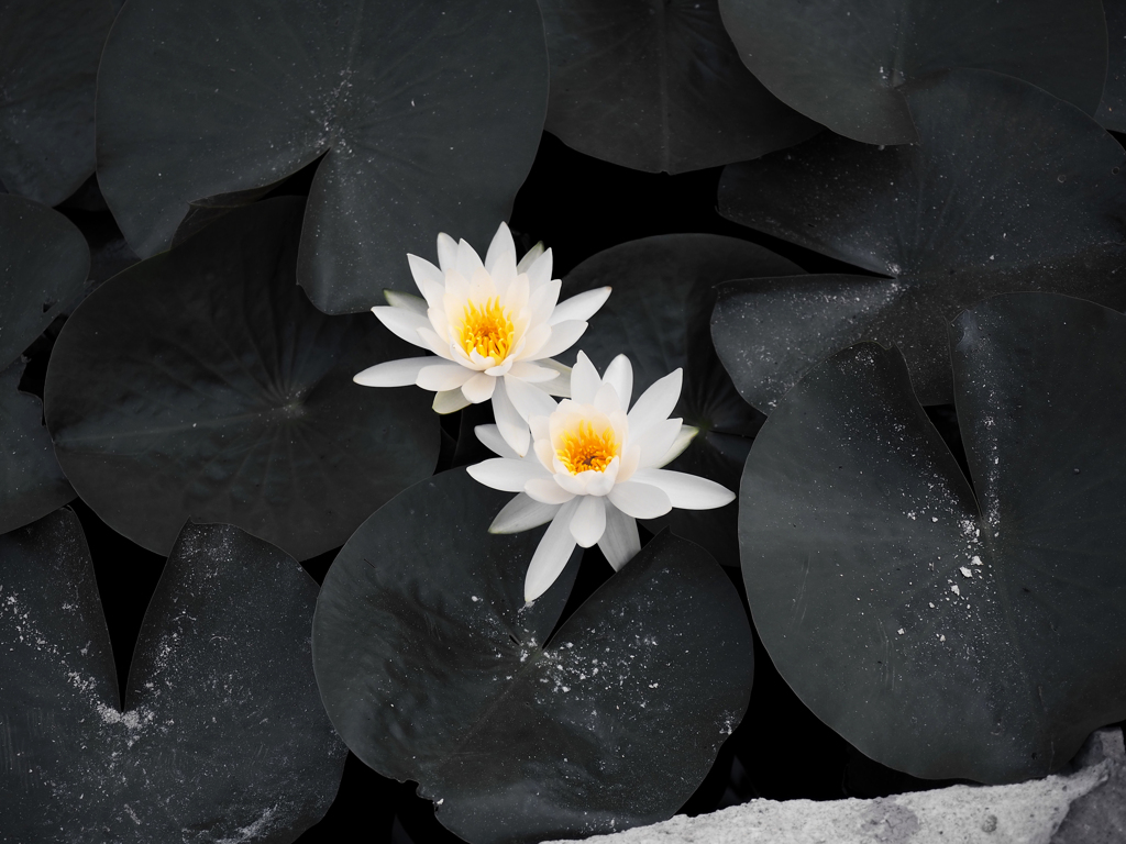 日比谷花壇大船フラワーセンター