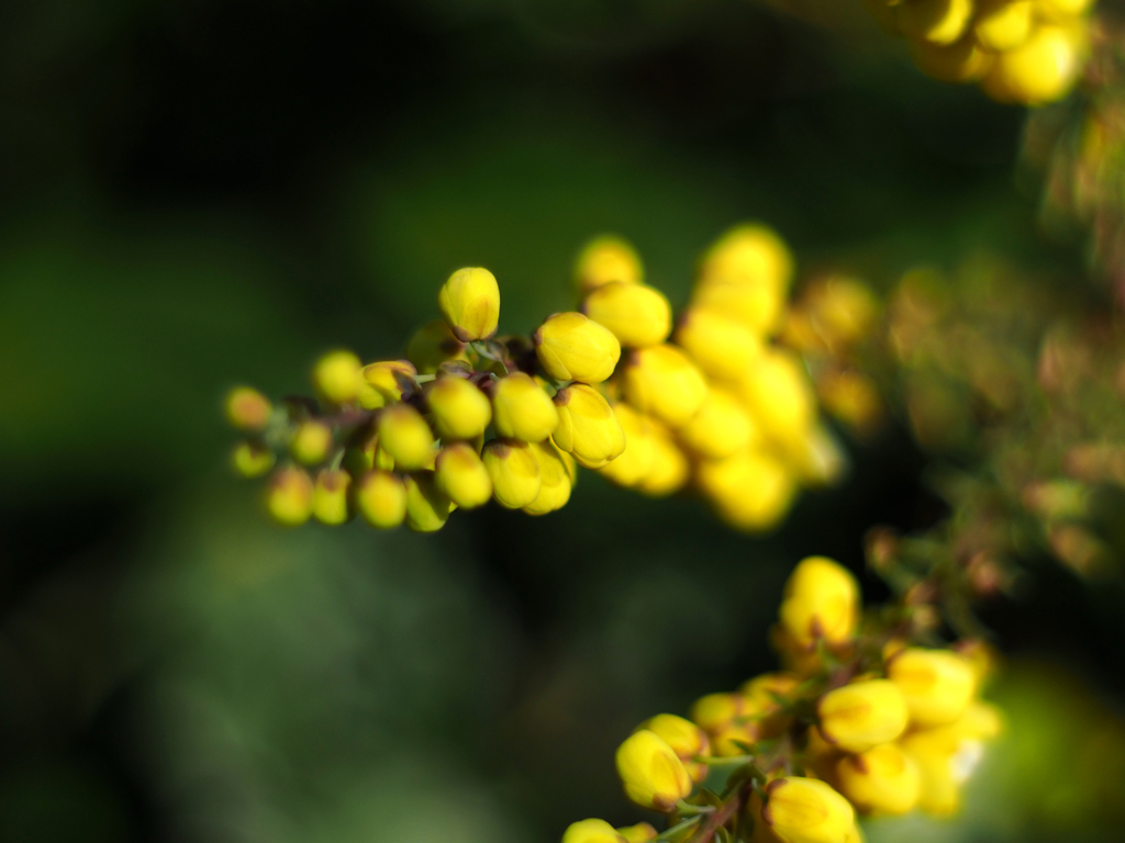 PENTACON50㎜ F1.8 MC