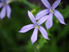日比谷花壇大船フラワーセンター