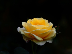 Sonnar135㎜ F4 エキザクタマウント