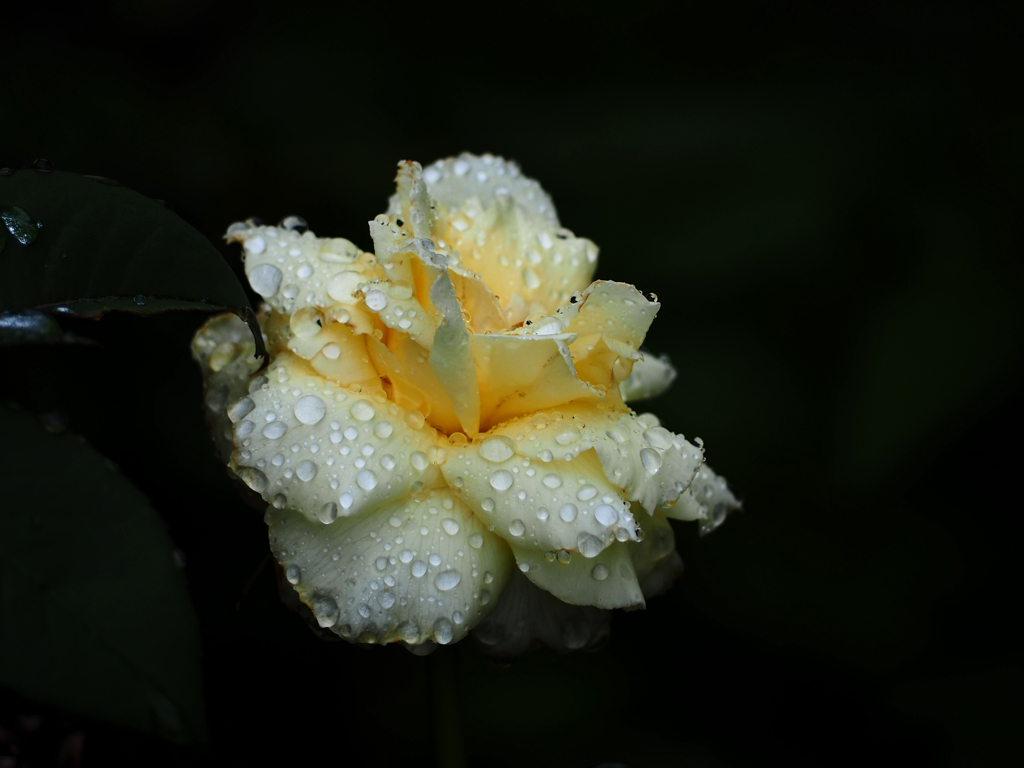 薔薇