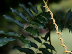 PENTACON50㎜ F1.8 MC