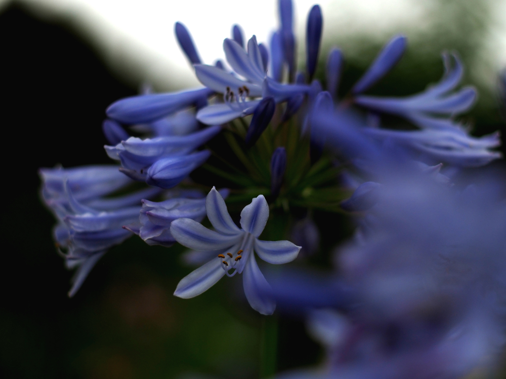 PENTACON50㎜ F1.8 MC