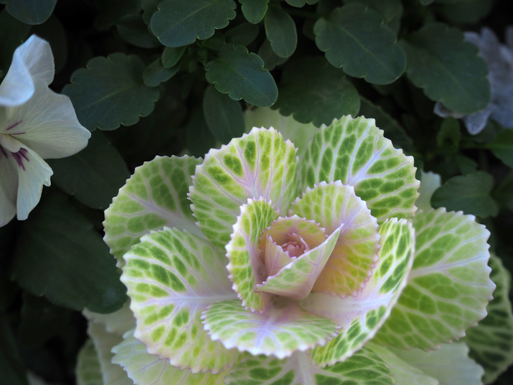 日比谷花壇大船フラワーセンター