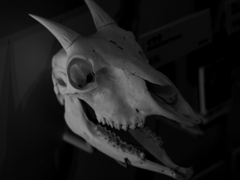 PENTACON50㎜ F1.8 MC