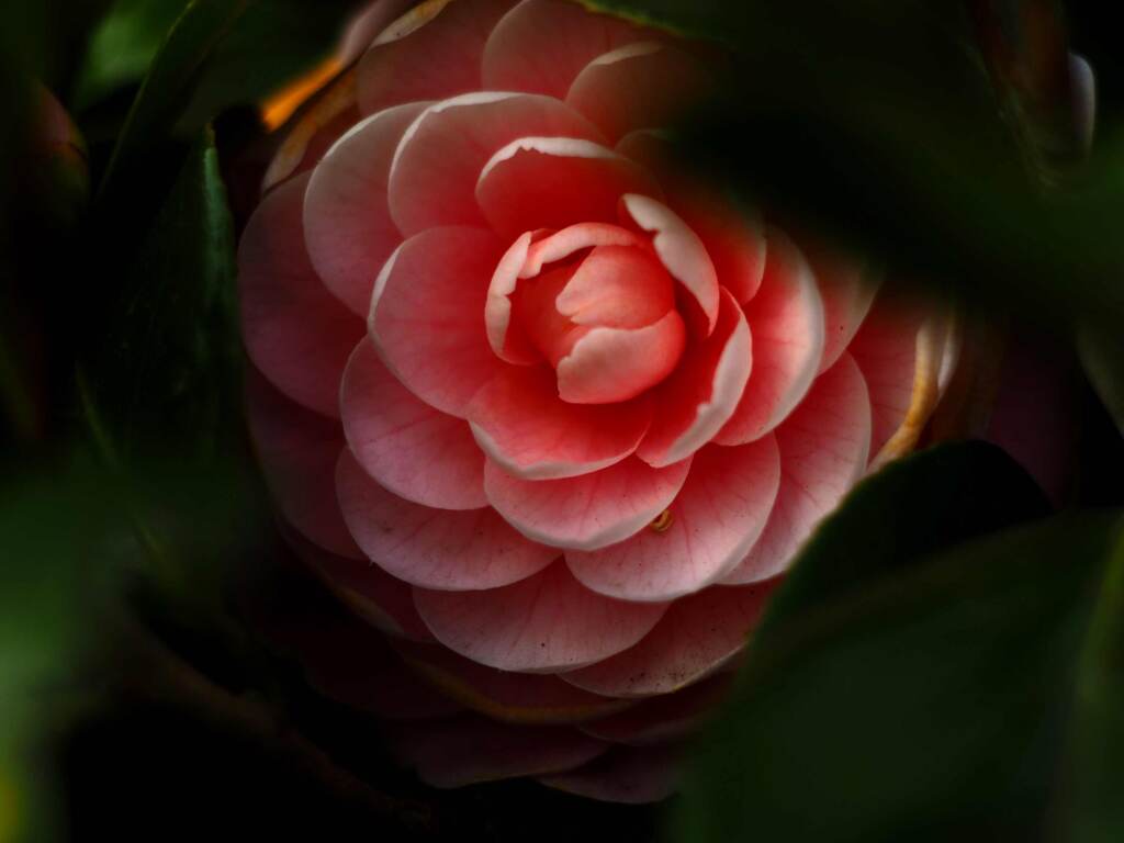 PENTACON50㎜ F1.8 MC