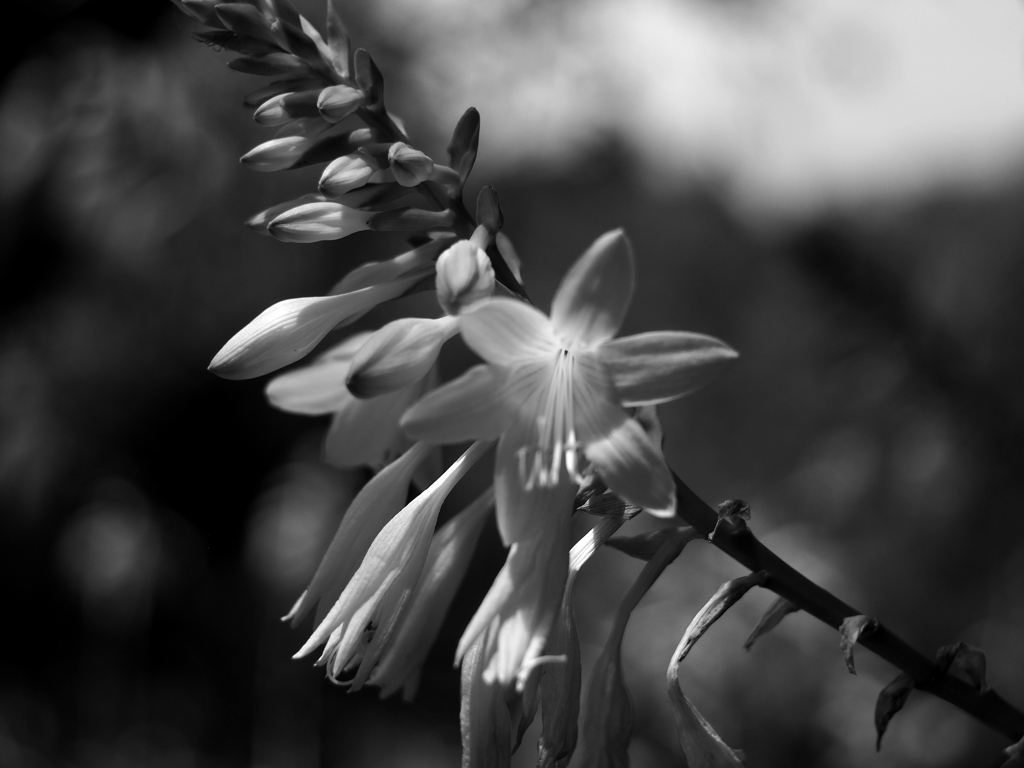 PENTACON50㎜ F1.8 MC