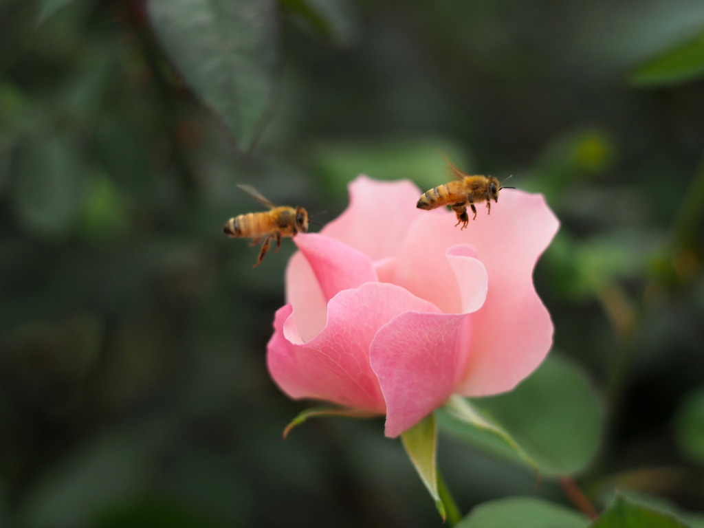 PENTACON50㎜ F1.8 MC