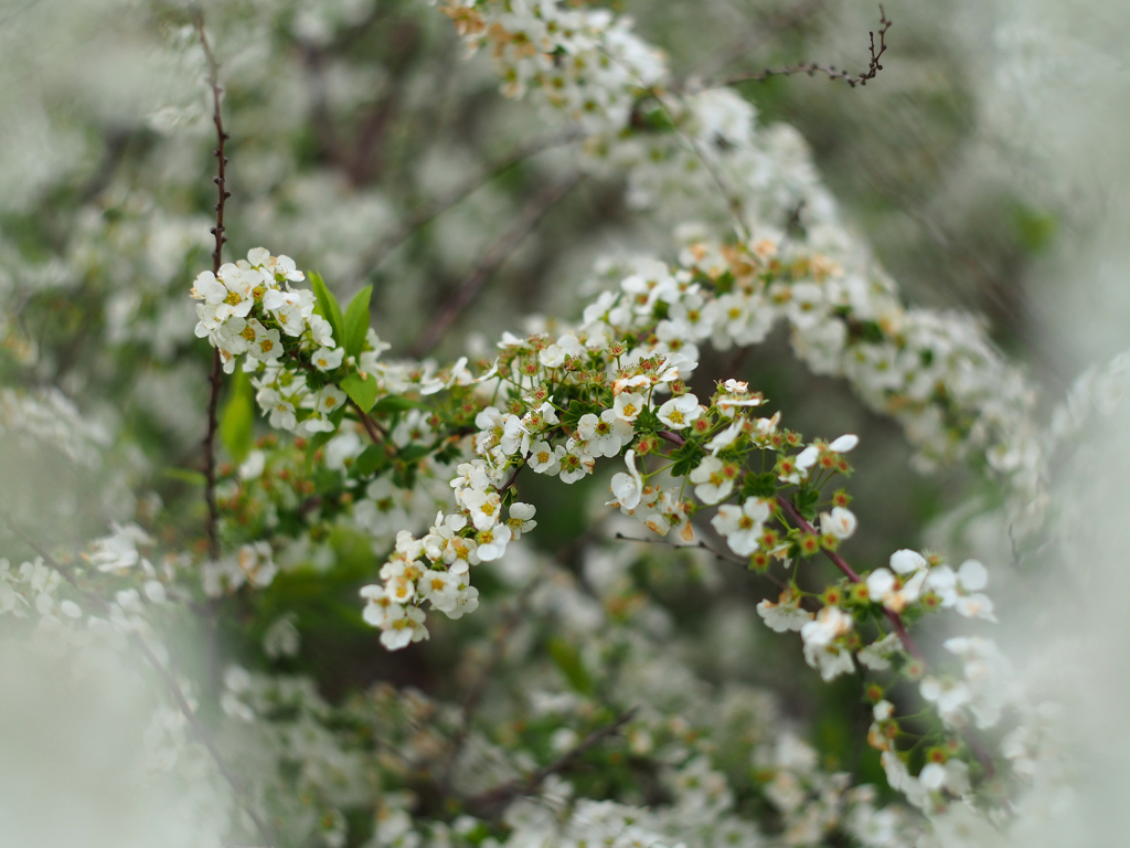 PENTACON50㎜ F1.8 MC