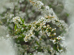 PENTACON50㎜ F1.8 MC