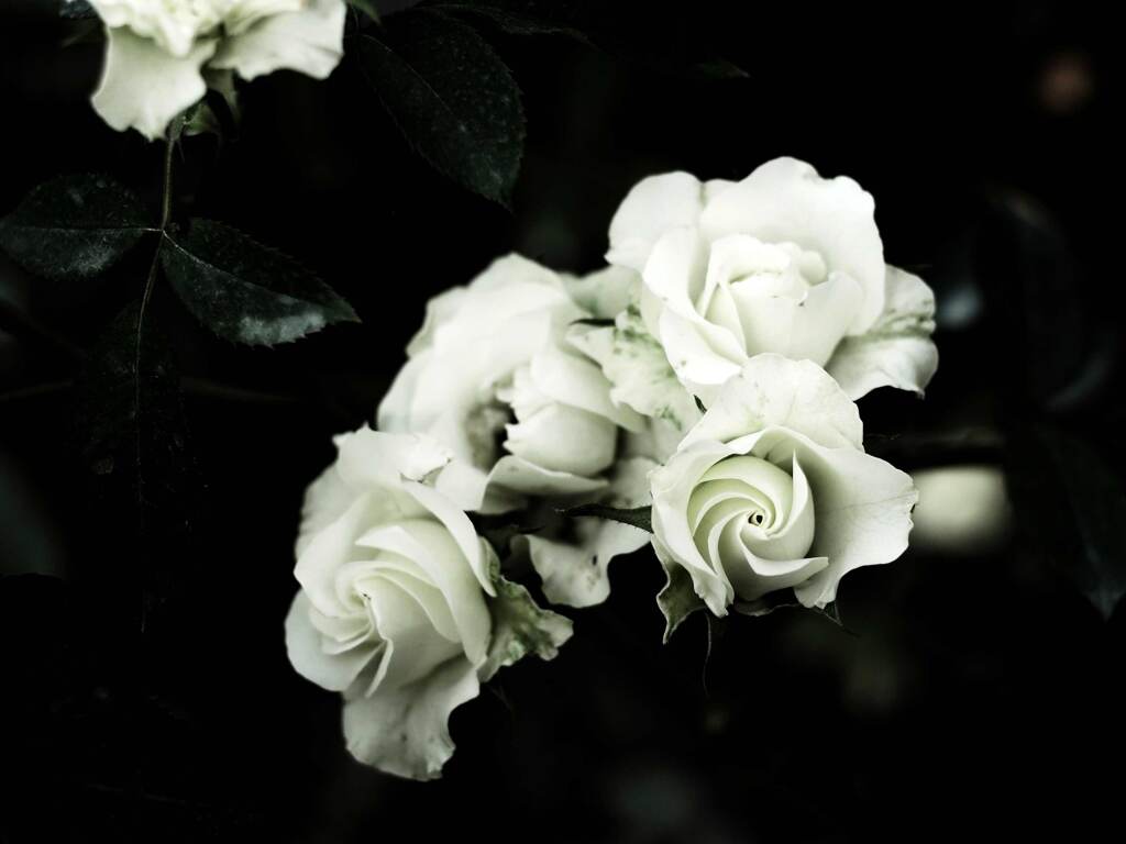 PENTACON50㎜ F1.8 MC