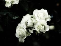 PENTACON50㎜ F1.8 MC