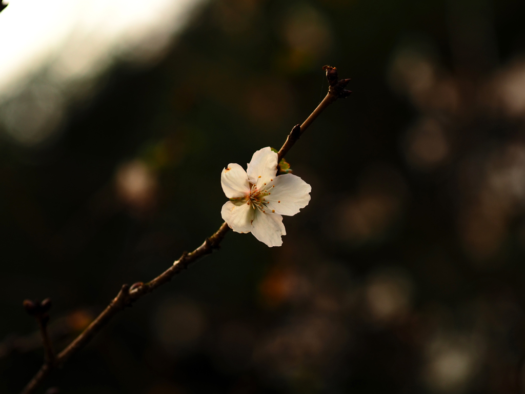 寒桜