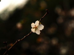 寒桜