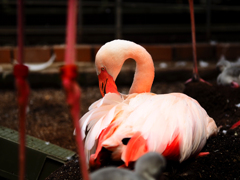 フラミンゴ