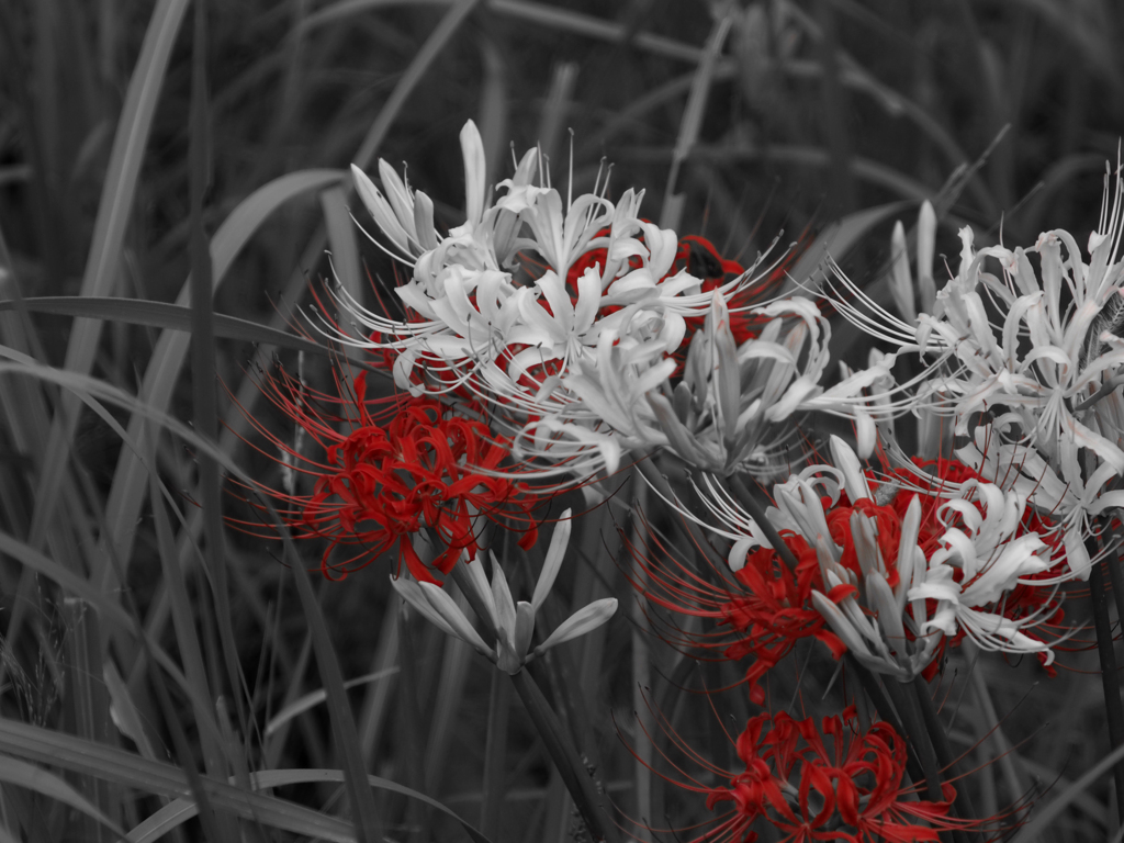 PENTACON135㎜ F2.8