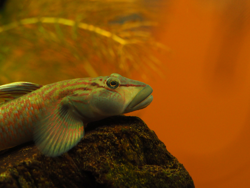 PENTACON 50㎜ F1.8 MC