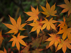 箱根湿生花園