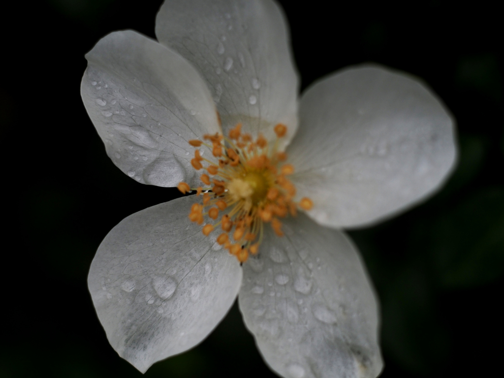 PENTACON50㎜ F1.8 MC