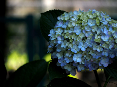 紫陽花