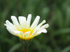 PENTACON 50㎜ F1.8 MC