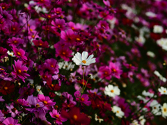 Sonnar135㎜ F4 エキザクタマウント