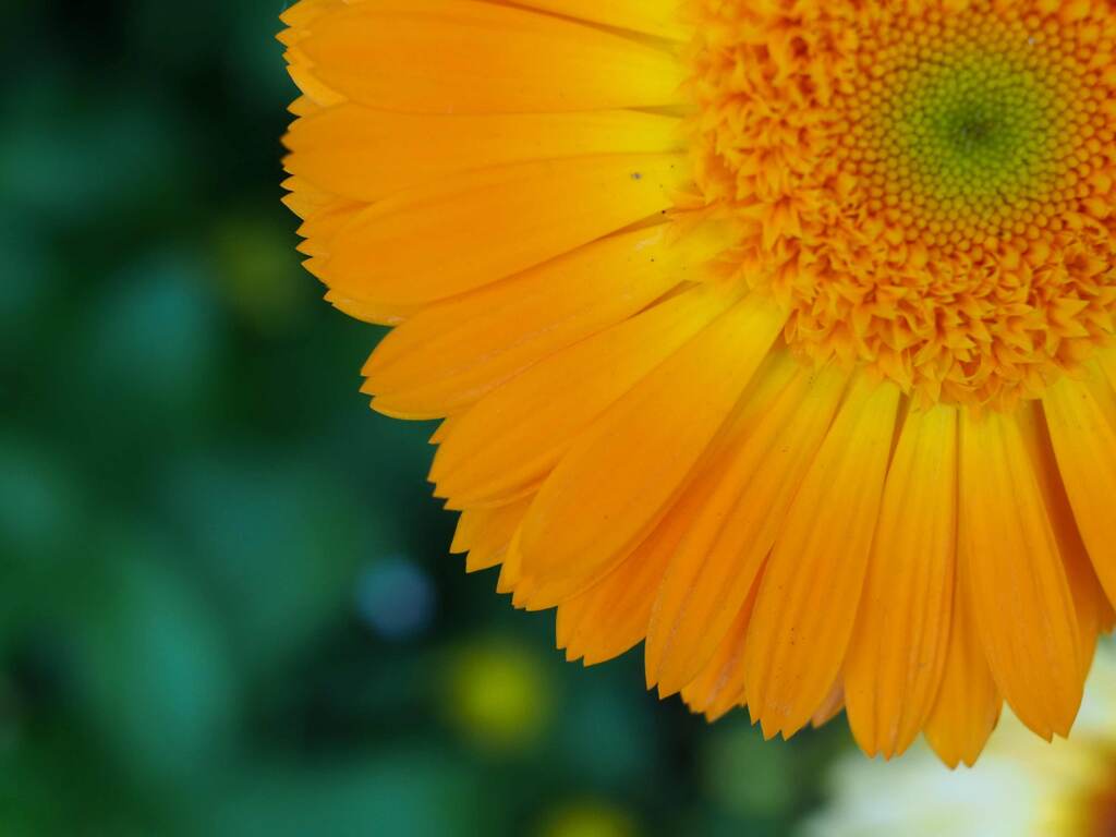 Flektogon35㎜ F2.4