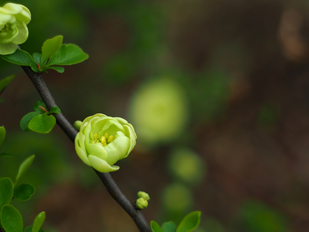 PENTACON50㎜ F1.8 MC