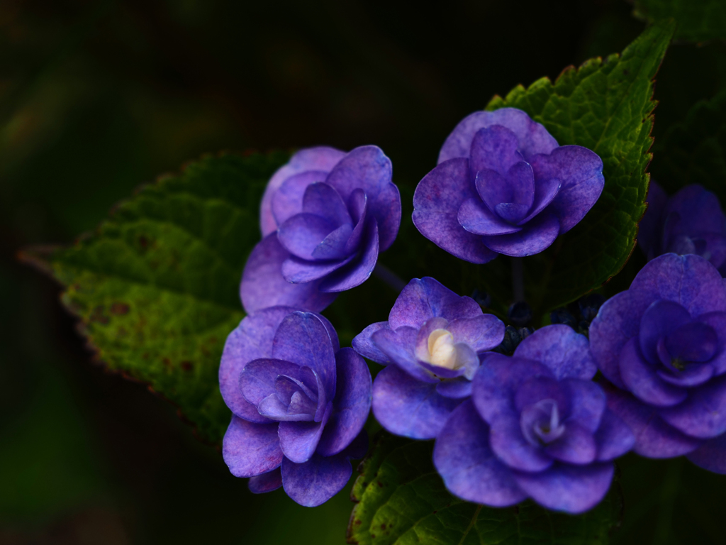紫陽花