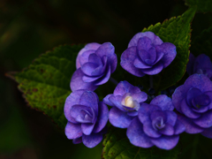 紫陽花