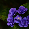 紫陽花