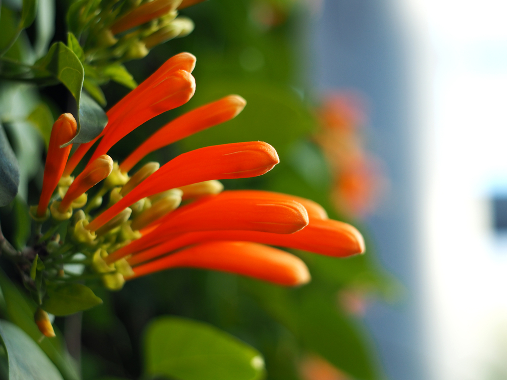 PENTACON50㎜ F1.8 MC