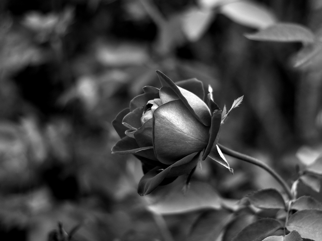 PENTACON 50㎜ F1.8 MC