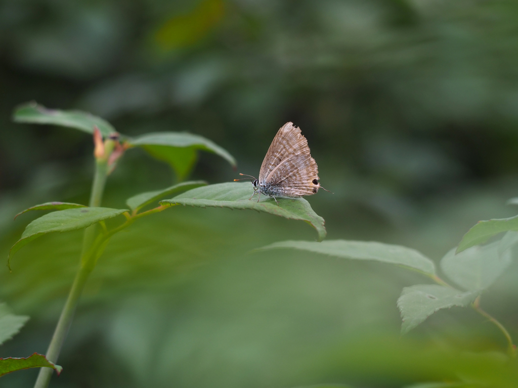 PENTACON50㎜ F1.8 MC