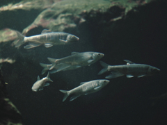 魚