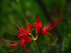 曼珠沙華