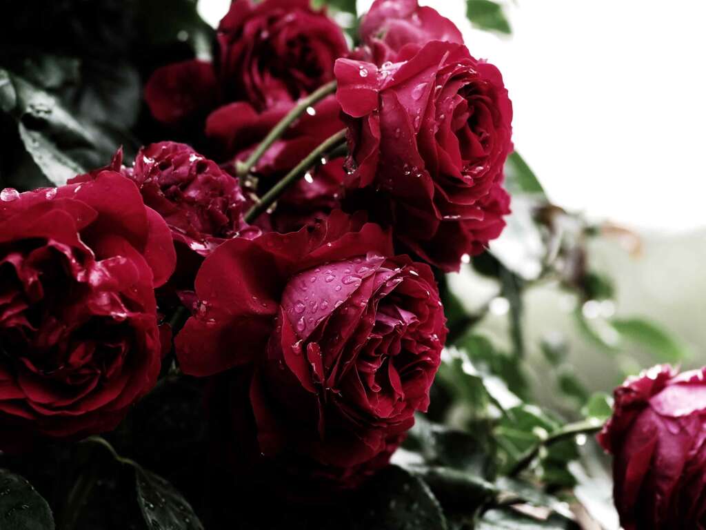 雨濡薔薇