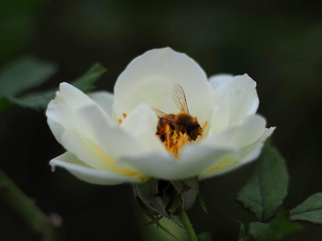 PENTACON50㎜ F1.8 MC