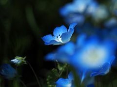 PENTACON50㎜ F1.8 MC