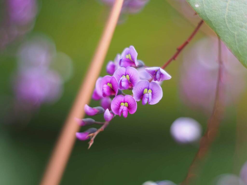 PENTACON50㎜ F1.8 MC