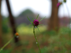 日比谷花壇大船フラワーセンター