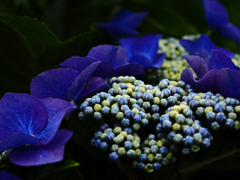 紫陽花
