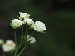 白薔薇